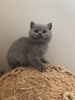Additional photos: Pedigree British shorthair kittens for sale