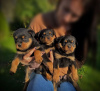 Photo №1. rottweiler - for sale in the city of Гамбург | 370$ | Announcement № 42255