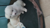 Photo №4. I will sell samoyed dog in the city of Севилья. private announcement - price - 1902$