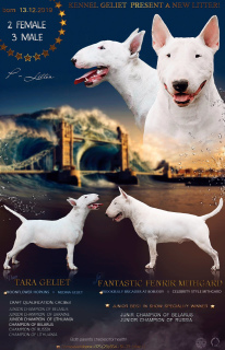 Photo №1. bull terrier - for sale in the city of Minsk | 1000$ | Announcement № 5939