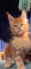 Photo №3. Maine Coon kittens for Adoption. Spain