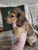 Additional photos: long-haired miniature dachshund