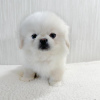 Photo №1. pekingese - for sale in the city of Prague | negotiated | Announcement № 111196