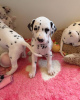 Photo №1. dalmatian dog - for sale in the city of Nitra | 312$ | Announcement № 29005