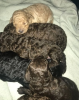 Additional photos: Our last stunning chocolate girl Toy poodle