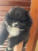 Photo №1. pomeranian - for sale in the city of Halkidiki | 845$ | Announcement № 58079