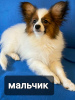 Photo №1. papillon dog - for sale in the city of Гродна | 1268$ | Announcement № 40070
