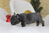 Photo №1. french bulldog - for sale in the city of Москва | Is free | Announcement № 105000