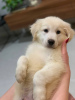 Additional photos: 2 month old, golden retriever puppy