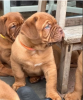 Photo №1. dogue de bordeaux - for sale in the city of Stockholm | negotiated | Announcement № 113244