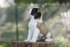 Photo №2 to announcement № 100736 for the sale of st. bernard - buy in Serbia breeder