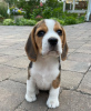 Photo №4. I will sell beagle in the city of Würzburg. private announcement - price - 450$