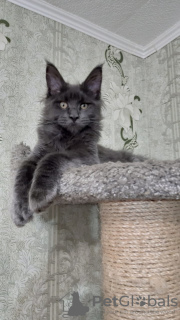 Photo №1. maine coon - for sale in the city of St. Petersburg | negotiated | Announcement № 7269