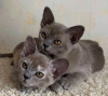 Photo №1. burmese cat - for sale in the city of Berlin | negotiated | Announcement № 107662