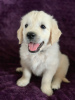 Photo №3. Healthy male and female Golden Retriever Puppies. Germany