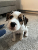 Photo №4. I will sell parson russell terrier in the city of Vantaa.  - price - 1585$