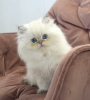 Photo №1. british longhair - for sale in the city of Krivoy Rog | negotiated | Announcement № 33077