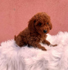 Additional photos: Red poodle