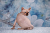 Photo №2 to announcement № 66949 for the sale of sphynx-katze - buy in Russian Federation from nursery