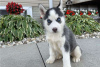 Photo №1. siberian husky - for sale in the city of Varmaland | negotiated | Announcement № 73338