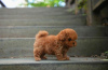 Photo №1. poodle (toy) - for sale in the city of Prague | negotiated | Announcement № 78574