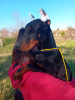 Photo №2 to announcement № 96887 for the sale of dobermann - buy in Serbia breeder