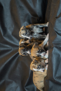 Photo №4. I will sell whippet in the city of Москва. from nursery - price - 655$