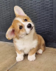 Photo №1. welsh corgi - for sale in the city of Zagreb | negotiated | Announcement № 119872