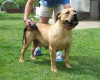 Photo №4. I will sell boerboel in the city of Belgrade. breeder - price - negotiated