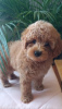 Photo №3. Mini female poodle. Serbia