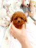 Photo №3. Tiny/Toy poodle apricot poodles. Finland