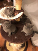 Photo №2 to announcement № 37170 for the sale of british shorthair - buy in United States private announcement