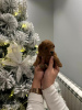 Photo №1. poodle (toy) - for sale in the city of Нови Сад | negotiated | Announcement № 86366