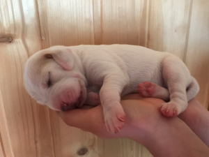 Additional photos: Cute puppies of rare and beautiful Porselen breed are for sale!