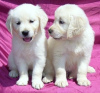 Photo №1. golden retriever - for sale in the city of Brno | Is free | Announcement № 124142