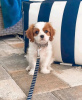 Photo №2 to announcement № 123311 for the sale of cavalier king charles spaniel - buy in Finland private announcement