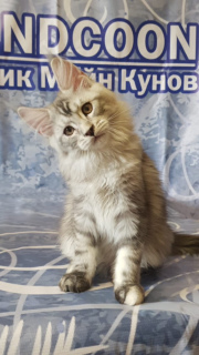 Photo №2 to announcement № 5536 for the sale of maine coon - buy in Russian Federation from nursery