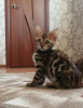 Photo №1. bengal cat - for sale in the city of Armavir | 411$ | Announcement № 11055