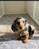 Photo №3. Beautiful dachshund puppies. Germany