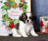 Photo №4. I will sell shih tzu in the city of Штутгарт.  - price - negotiated