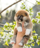 Additional photos: Akita inu puppies