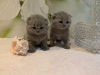 Photo №2 to announcement № 82109 for the sale of scottish fold - buy in Germany private announcement, from nursery
