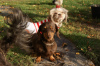 Photo №2 to announcement № 105364 for the sale of dachshund - buy in Germany private announcement, breeder