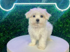 Photo №1. poodle (toy) - for sale in the city of Hereford | negotiated | Announcement № 122025