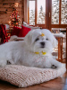 Photo №2 to announcement № 84732 for the sale of maltese dog - buy in Ukraine from nursery