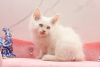 Photo №1. siberian cat - for sale in the city of Bielefeld | Is free | Announcement № 108021