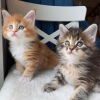 Photo №1. maine coon - for sale in the city of Reykjavík | 300$ | Announcement № 57206