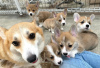 Photo №1. welsh corgi - for sale in the city of Paris | negotiated | Announcement № 120024