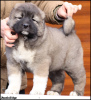 Photo №1. caucasian shepherd dog - for sale in the city of Belgrade | negotiated | Announcement № 89962