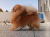 Photo №2 to announcement № 52289 for the sale of pomeranian - buy in Hungary breeder